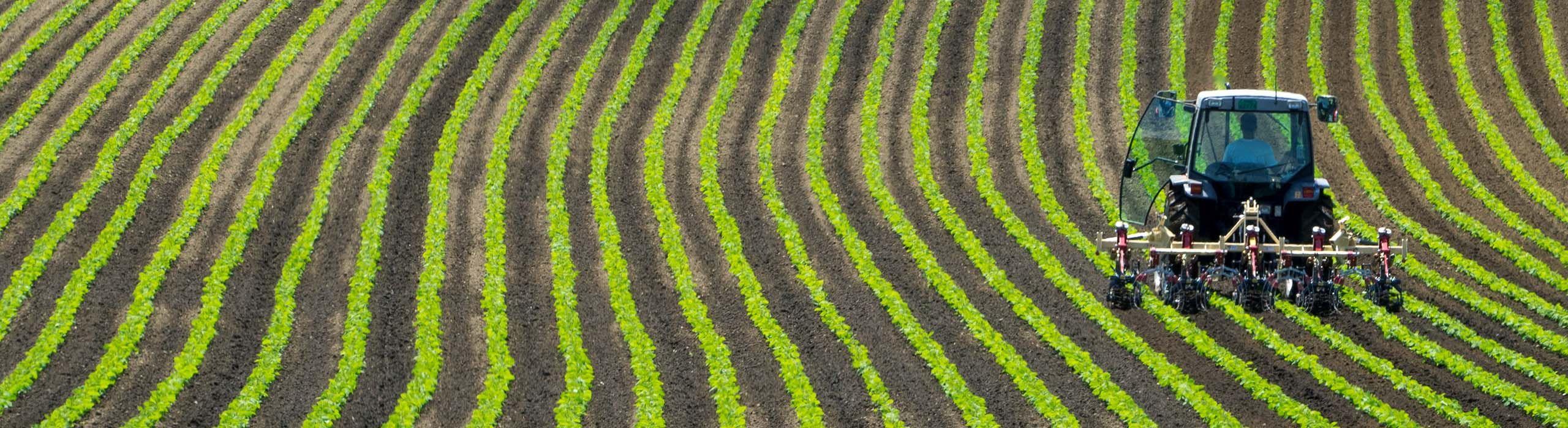 Farmer Livelihoods