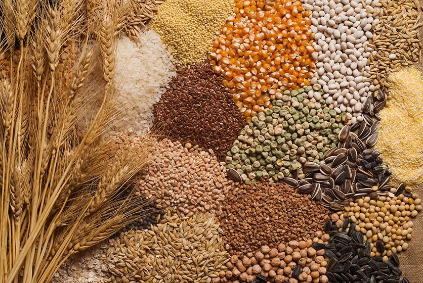 Shop Seeds