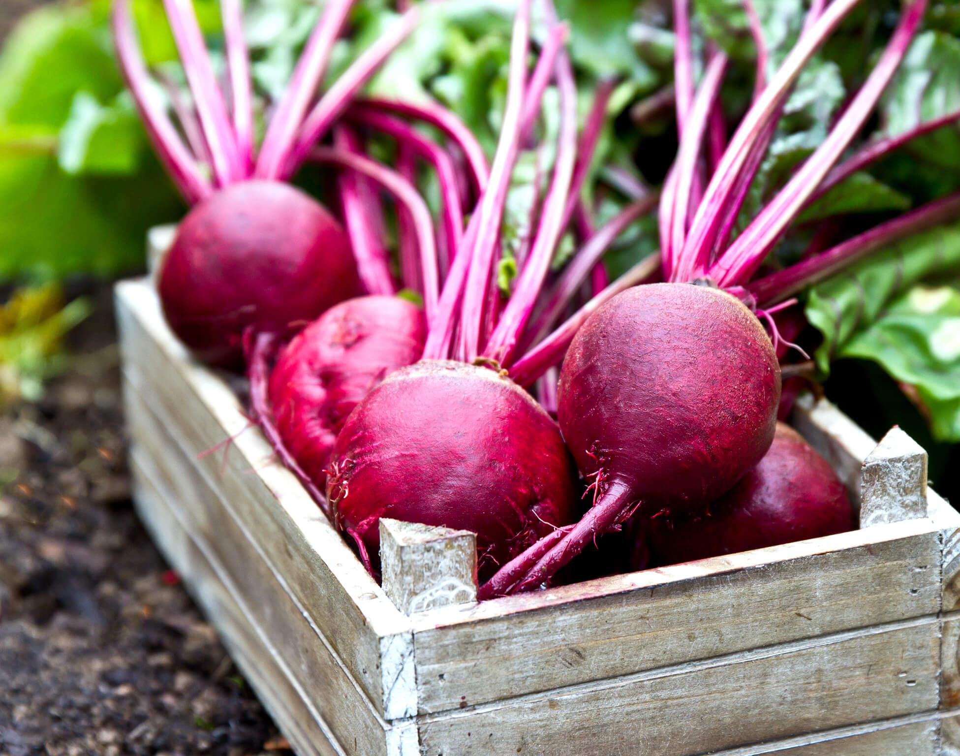 beet