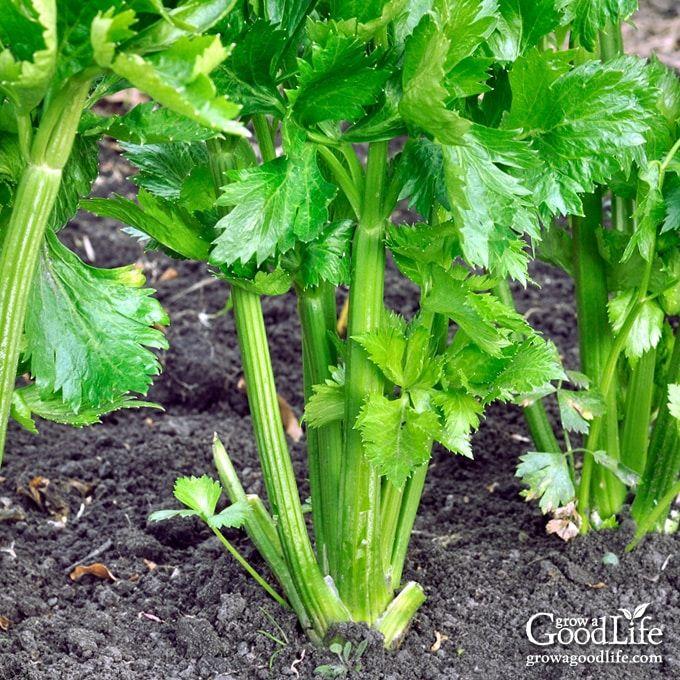 celery