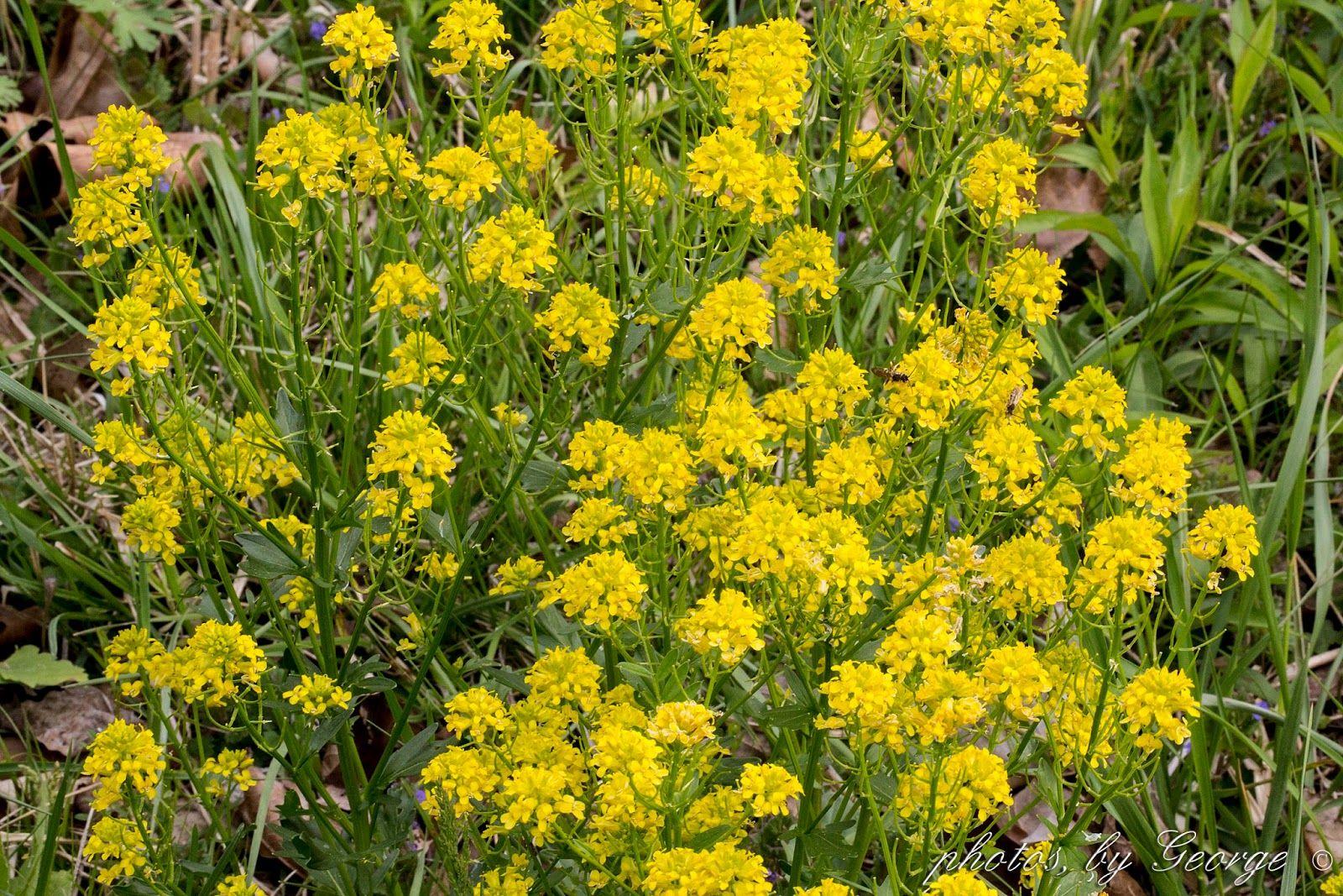 field mustard