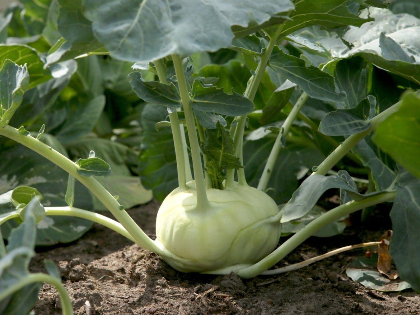 kohlrabi