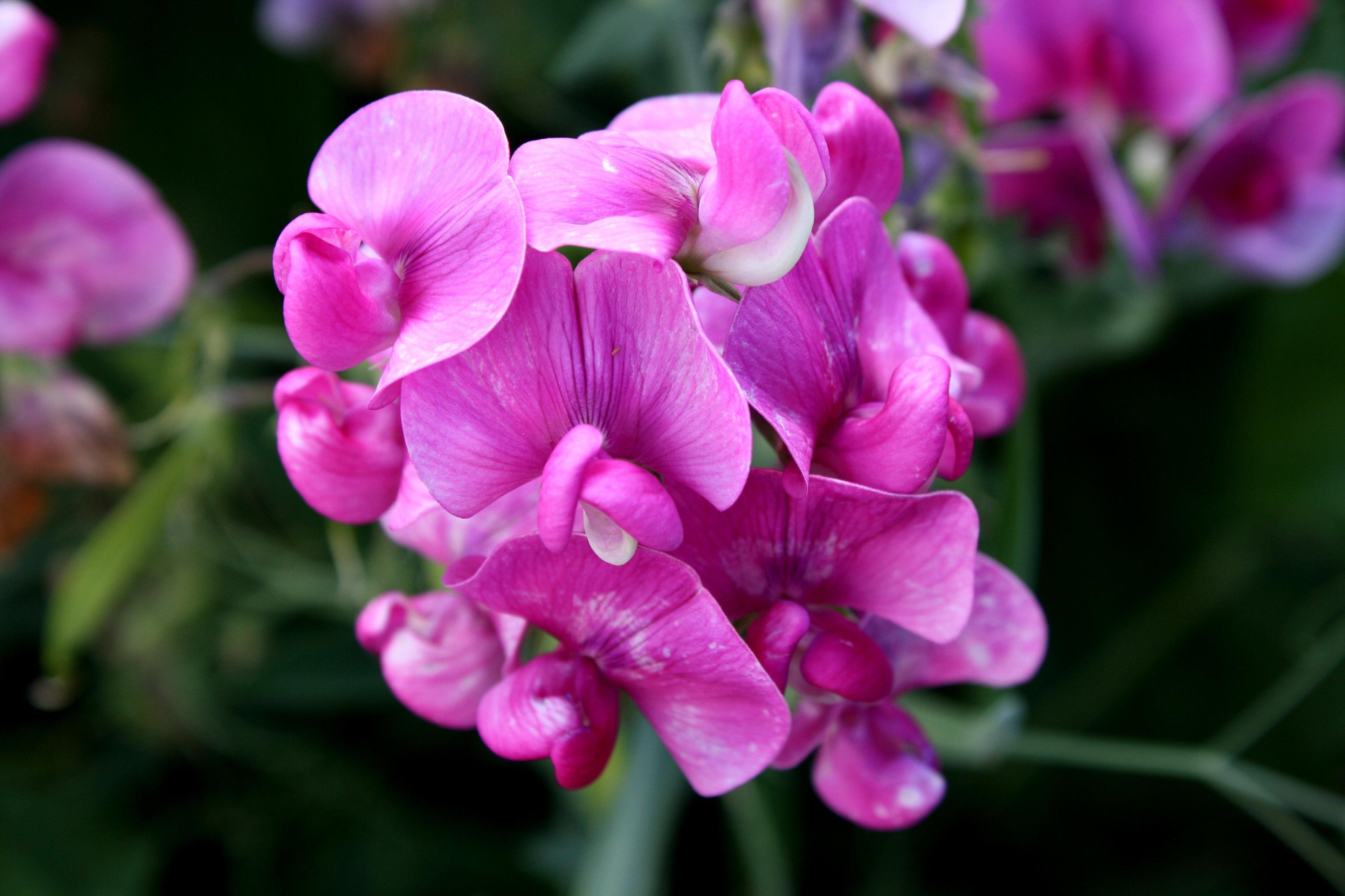 sweet pea